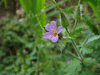 Geranium purpureum