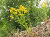 Hypericum linariifolium