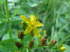 Hypericum tetrapterum