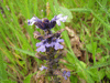 Ajuga reptans