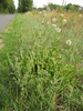 Clinopodium nepeta