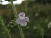 Clinopodium nepeta