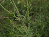 Clinopodium nepeta