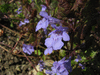 Glechoma hederacea