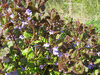 Glechoma hederacea