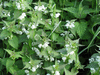 Lamium album