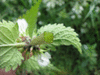 Lamium album