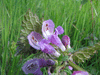 Lamium purpureum