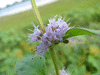 Mentha arvensis