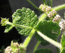 Mentha suaveolens