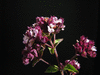 Origanum vulgare