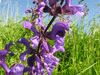 Salvia pratensis