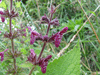 Stachys sylvatica