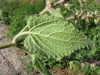 Stachys sylvatica