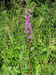 Lythrum salicaria