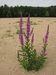 Lythrum salicaria