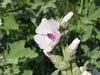 Althaea officinalis