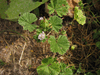 Malva neglecta