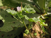 Malva neglecta