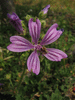 Malva sylvestris