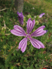 Malva sylvestris