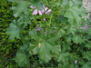 Malva sylvestris