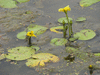 Nymphoides peltata