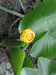 Nuphar lutea