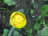 Nuphar lutea