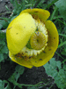 Nuphar lutea