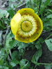 Nuphar lutea