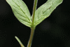 Epilobium parviflorum