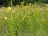 Oenothera suaveolens