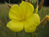 Oenothera suaveolens