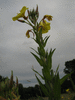 Oenothera suaveolens