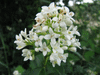 Ligustrum vulgare