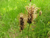 Plantago lanceolata