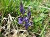 Polygala vulgaris