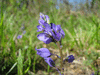 Polygala vulgaris