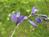 Polygala vulgaris