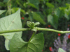 Fallopia convolvulus