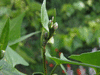 Fallopia convolvulus