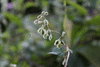 Fallopia convolvulus