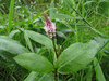 Persicaria amphibia