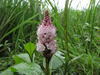 Persicaria amphibia