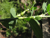 Polygonum aviculare