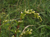 Persicaria hydropiper