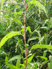 Persicaria hydropiper