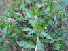 Persicaria lapathifolia