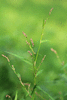 Persicaria minor